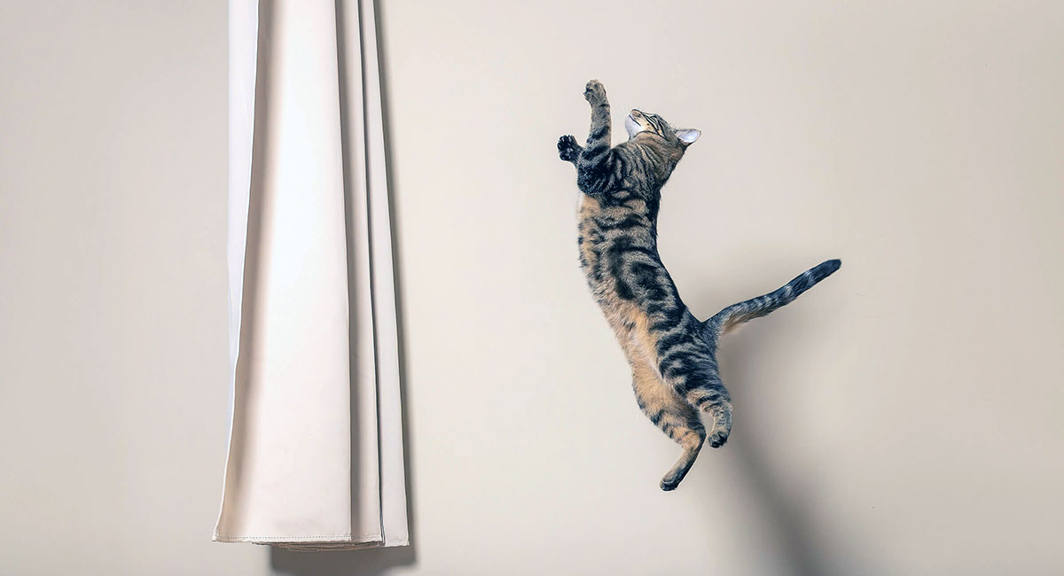 cat jumping at curtains