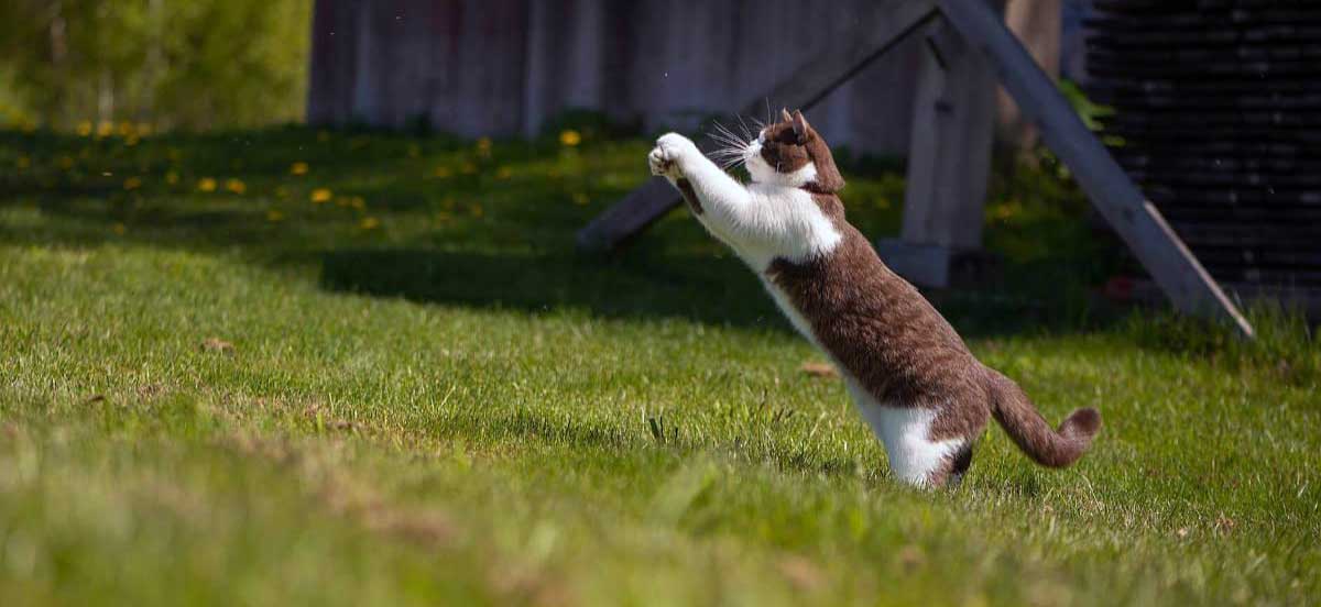 cat jumping at flies