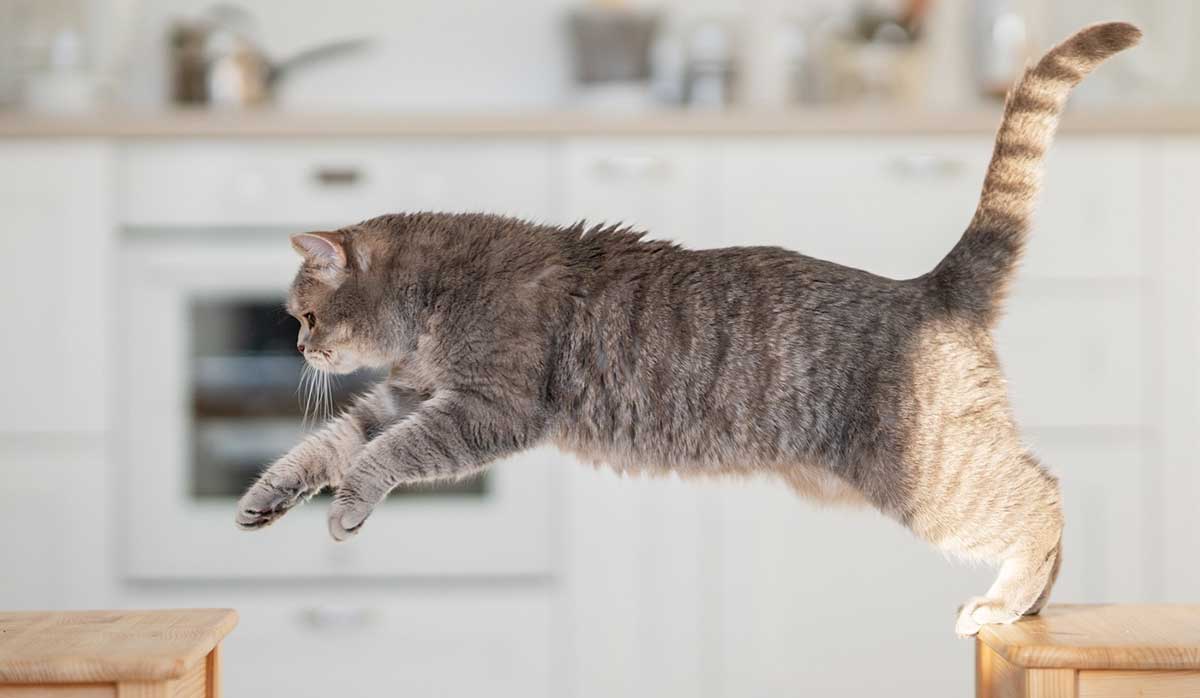 cat leaping over tables
