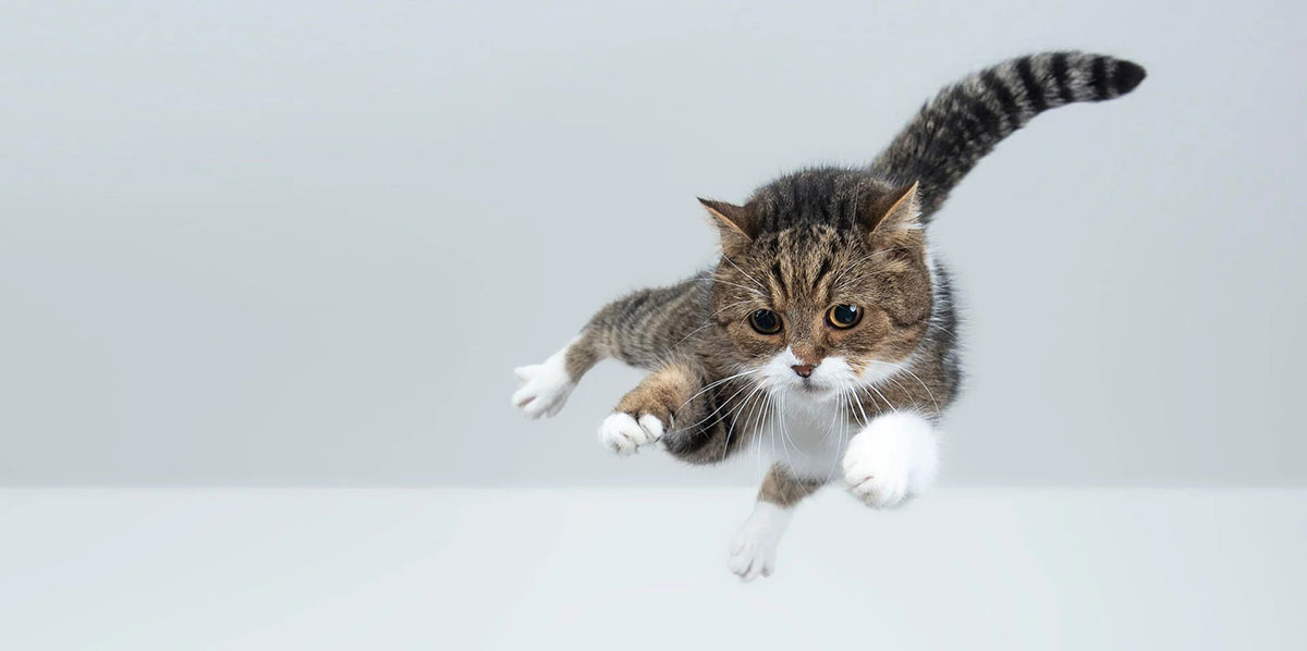 cat leaping sideways