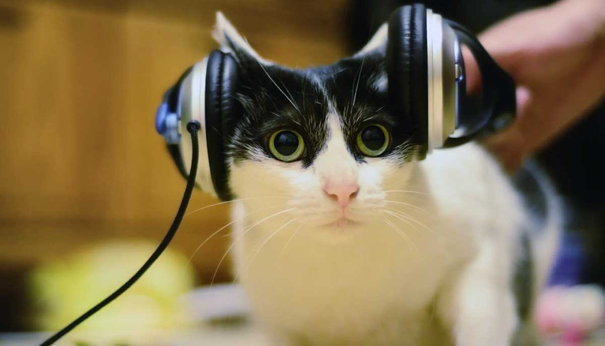 cat listening to music