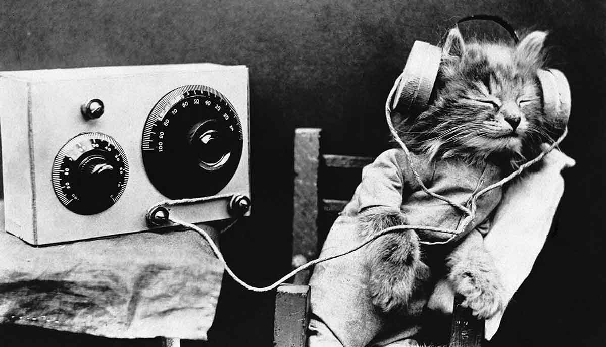 cat listening to radio