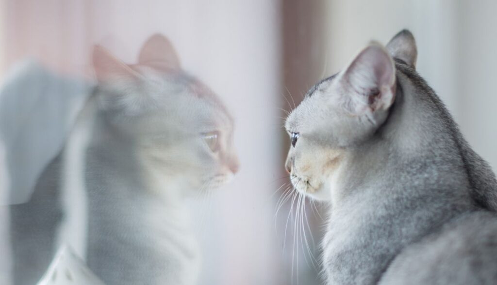 cat looking at self in glass