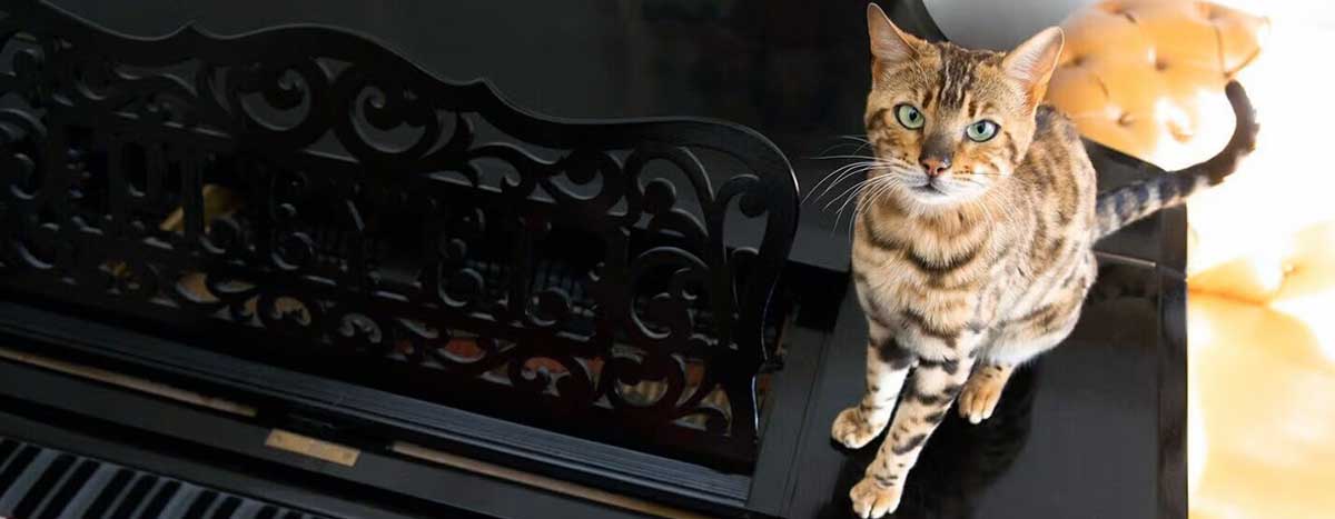 cat perched on piano
