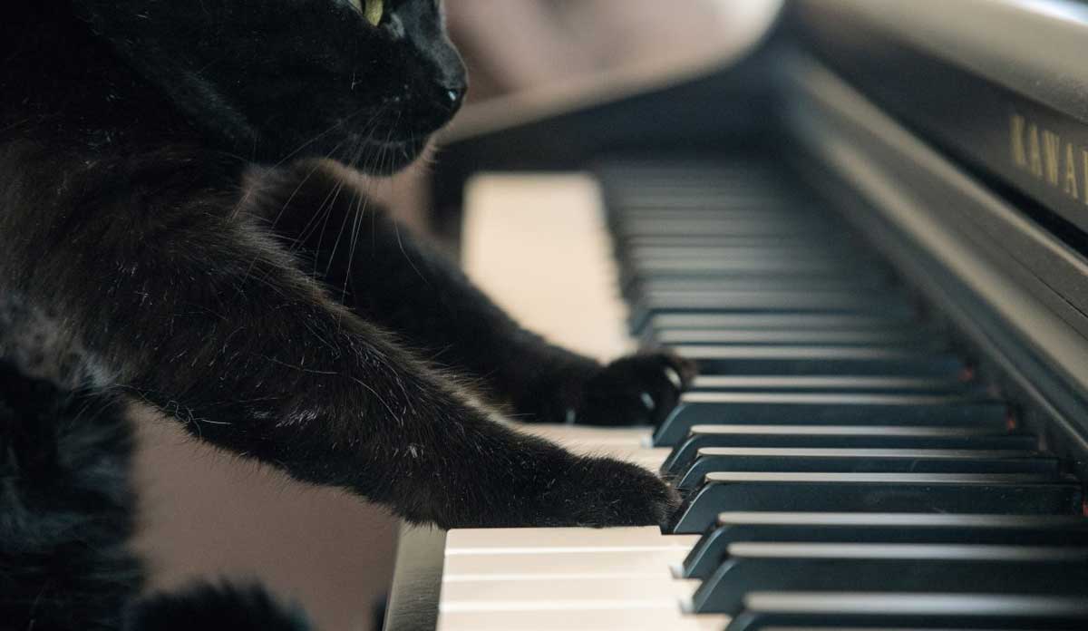 cat playing piano