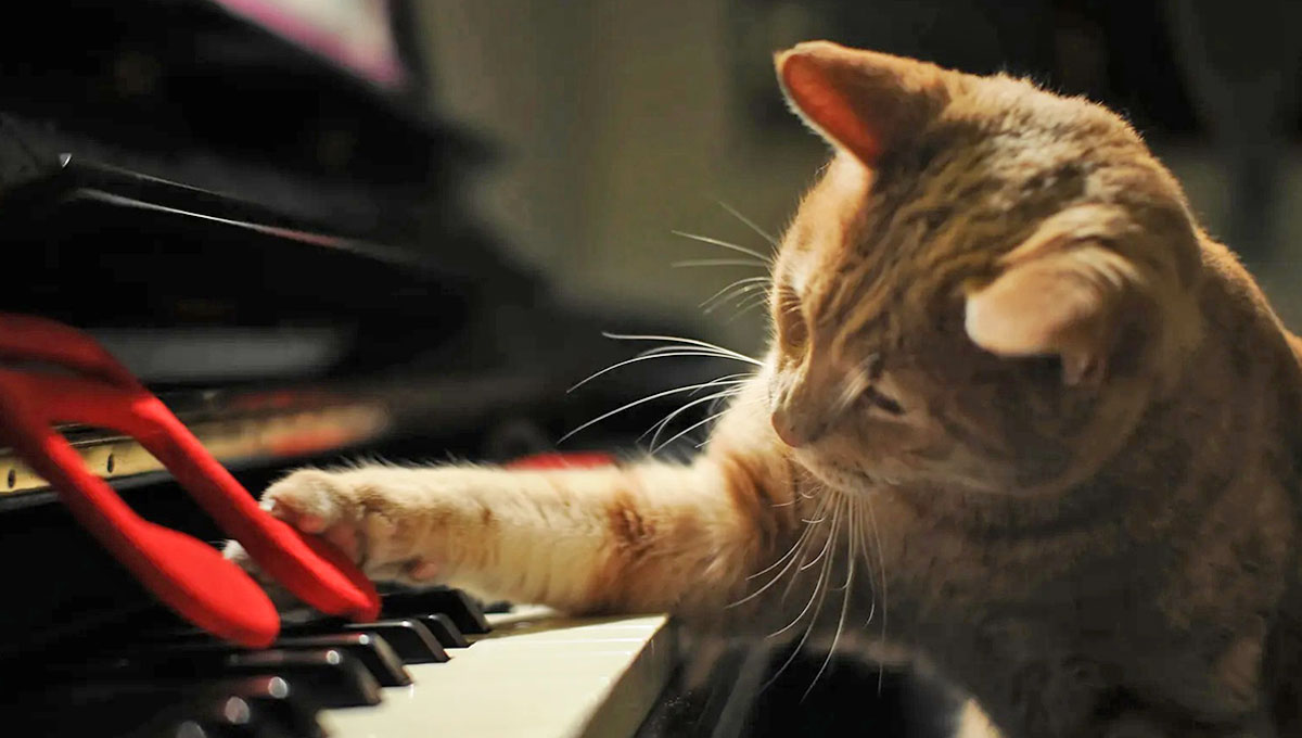 cat playing with piano