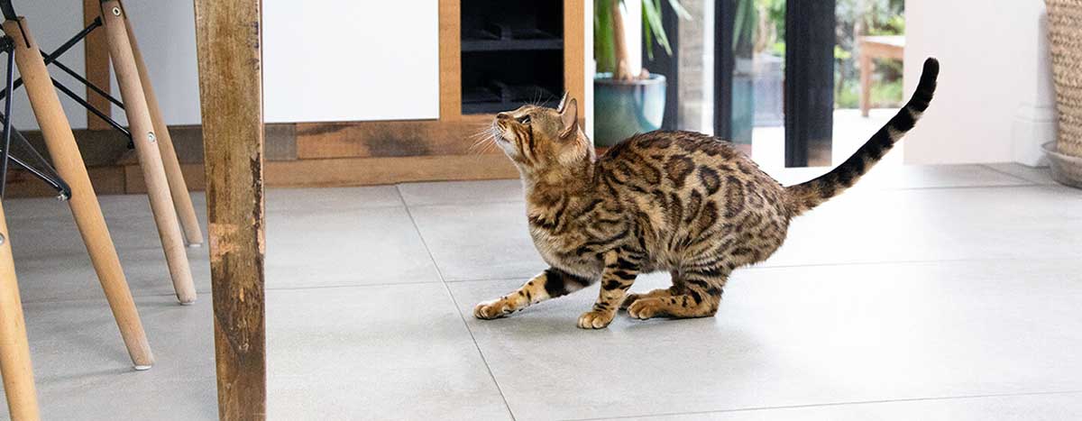 cat ready to leap