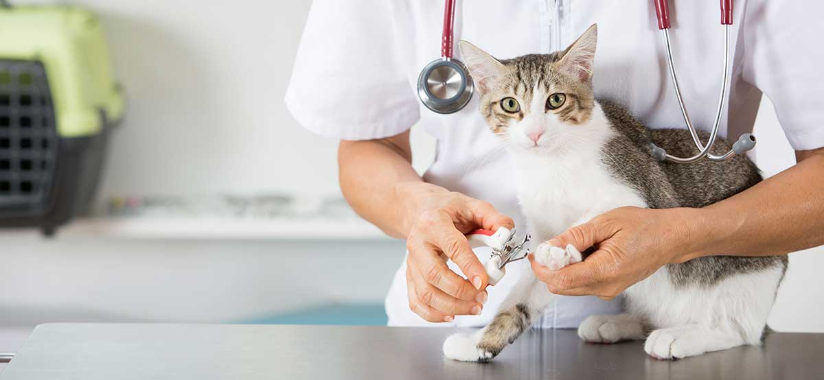 cat vet checkup