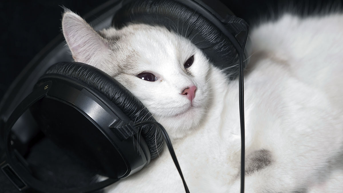 cat with headphones