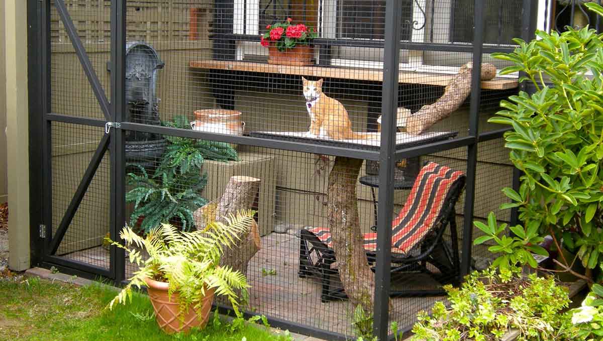 catio space large