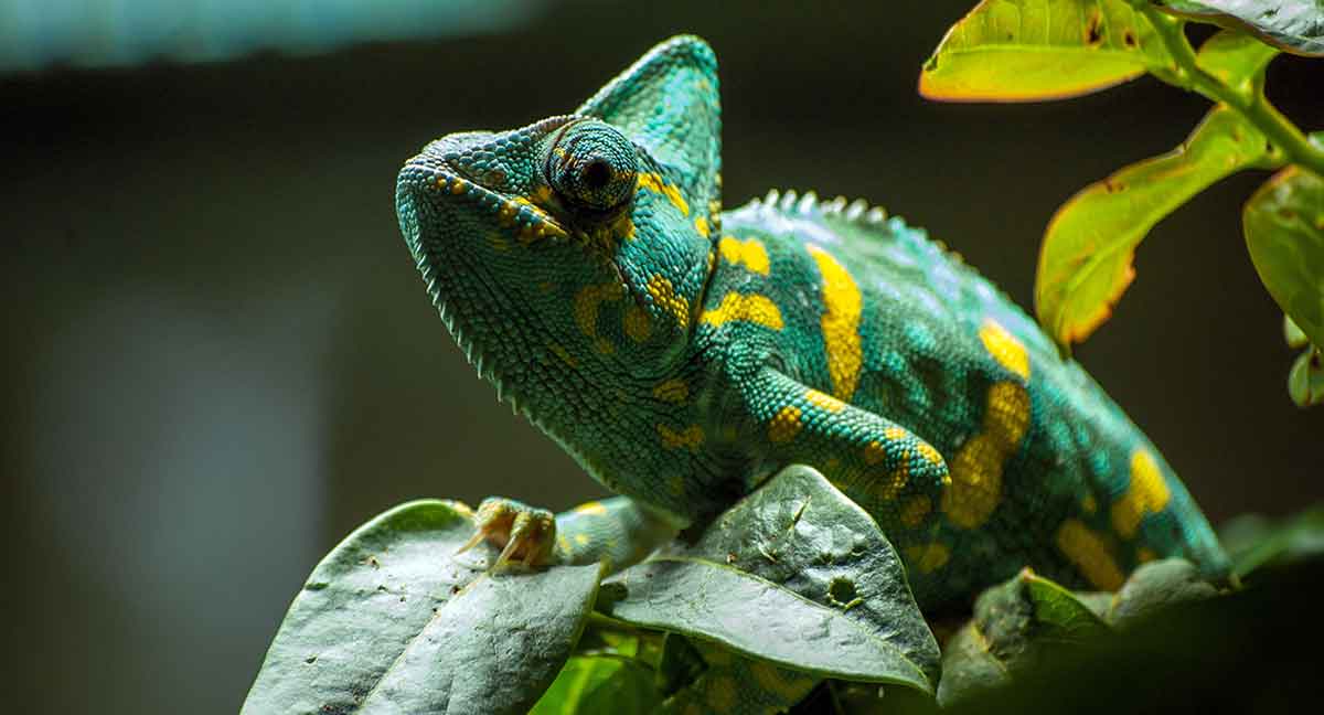 chameleon