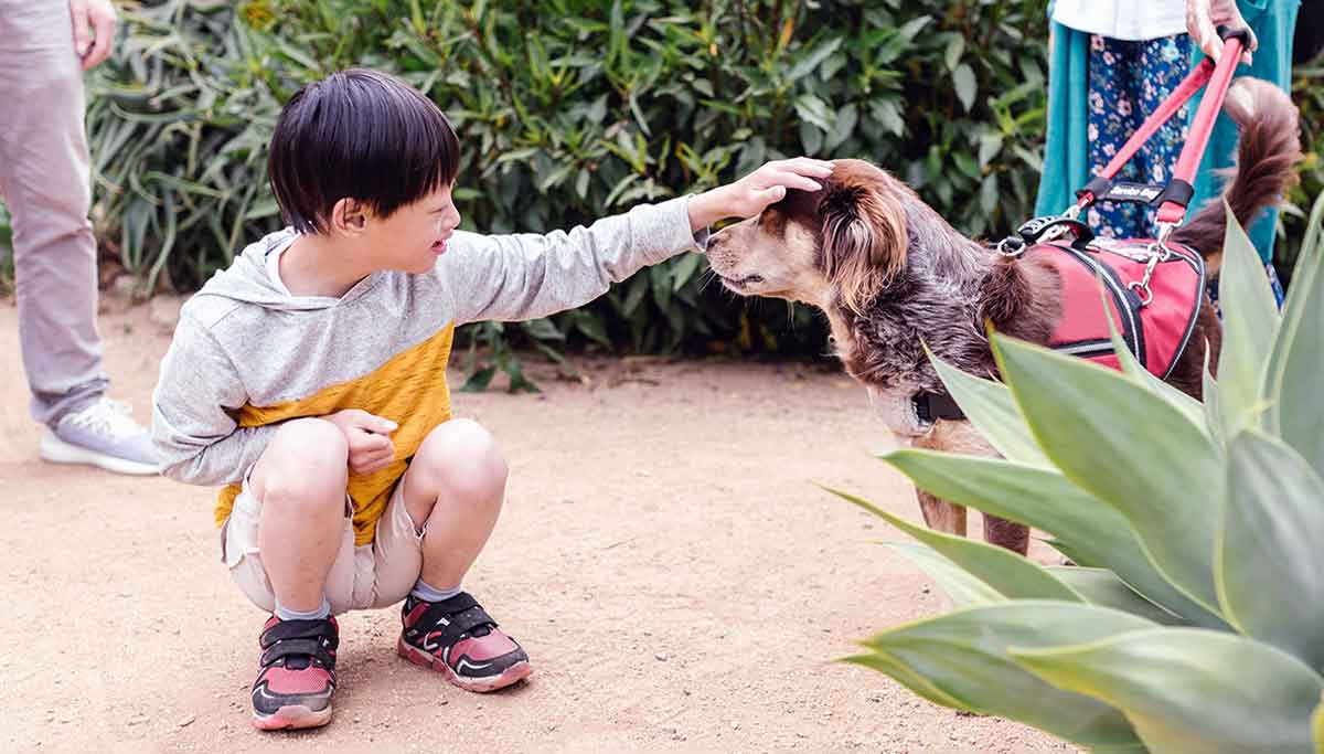 child pets service dog