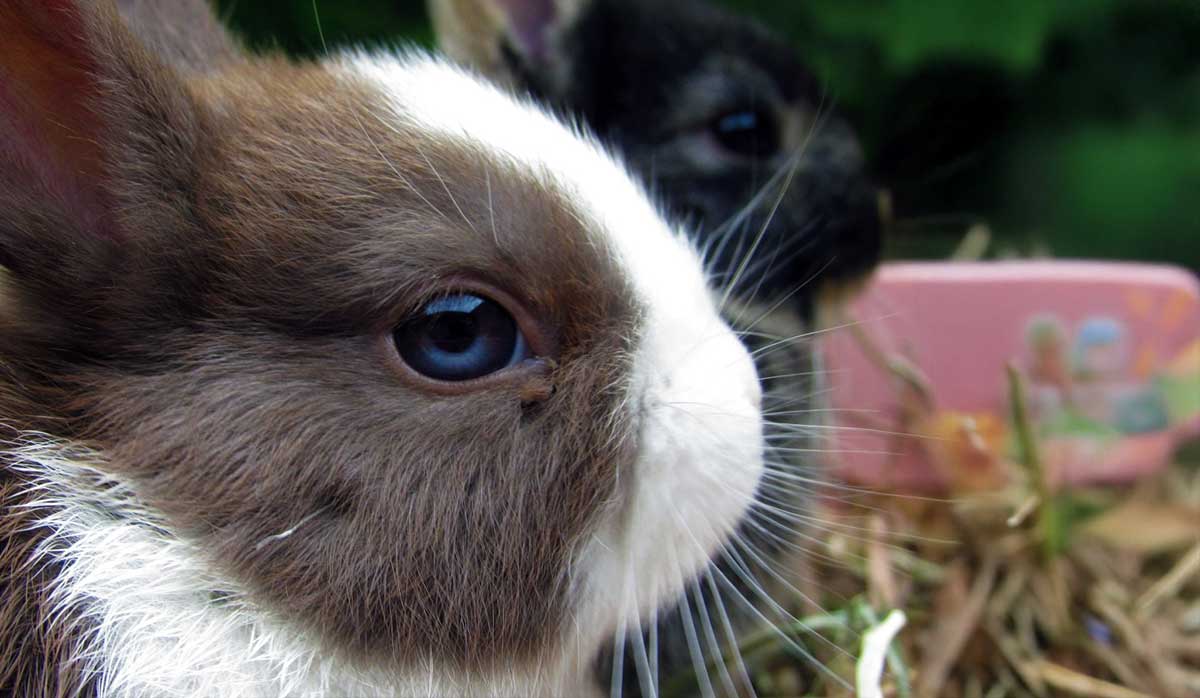 closeup netherland dwarf