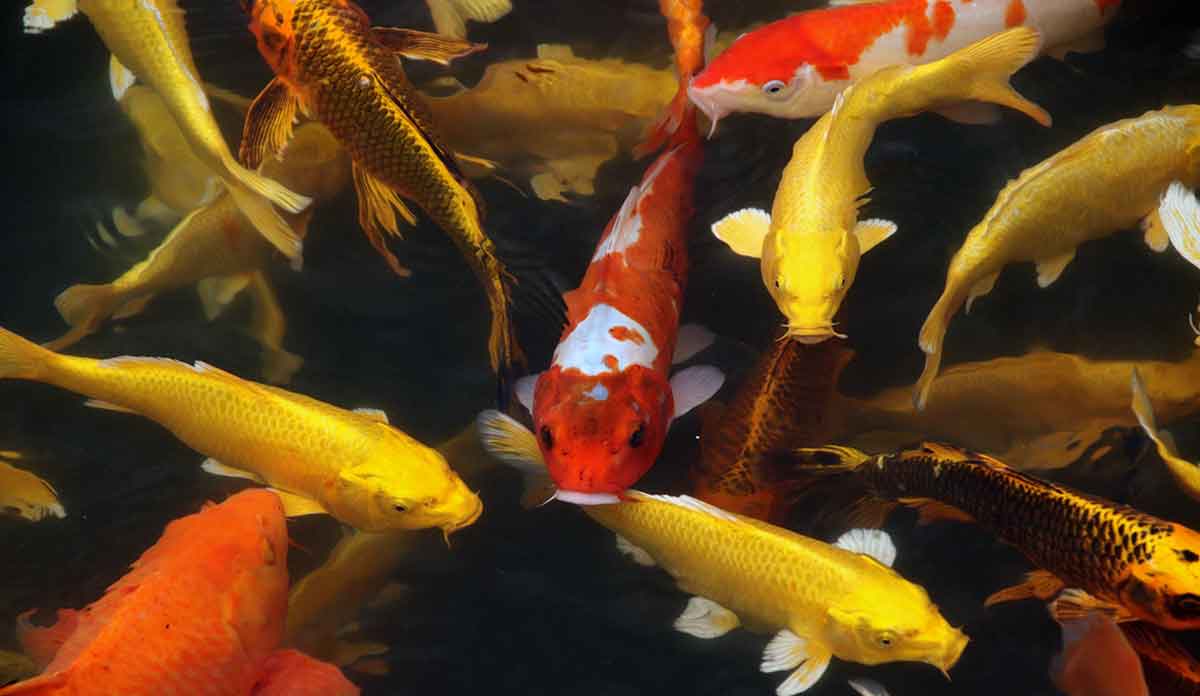 colorful fish