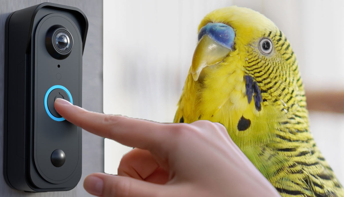 common household noises that can harm pet birds
