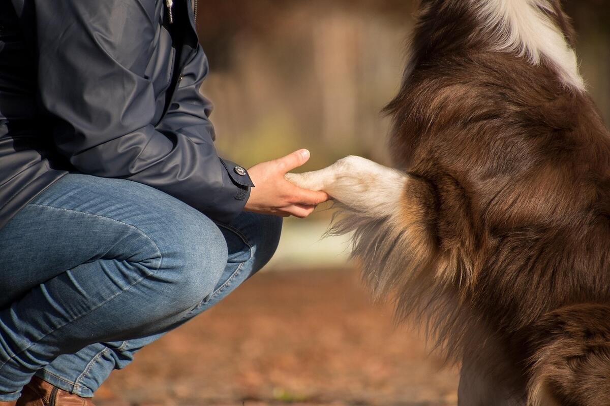 A dog and owner hold 'hands'
