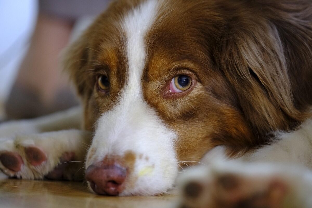 A brown and white Miniature American Shepherd rests its head on the ground