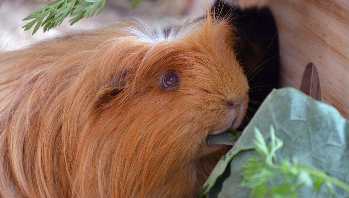 coronet guinea pig brown coat