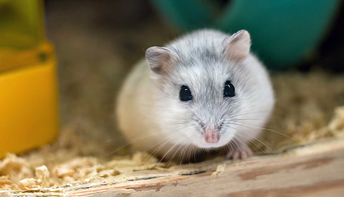 cute pet hamster