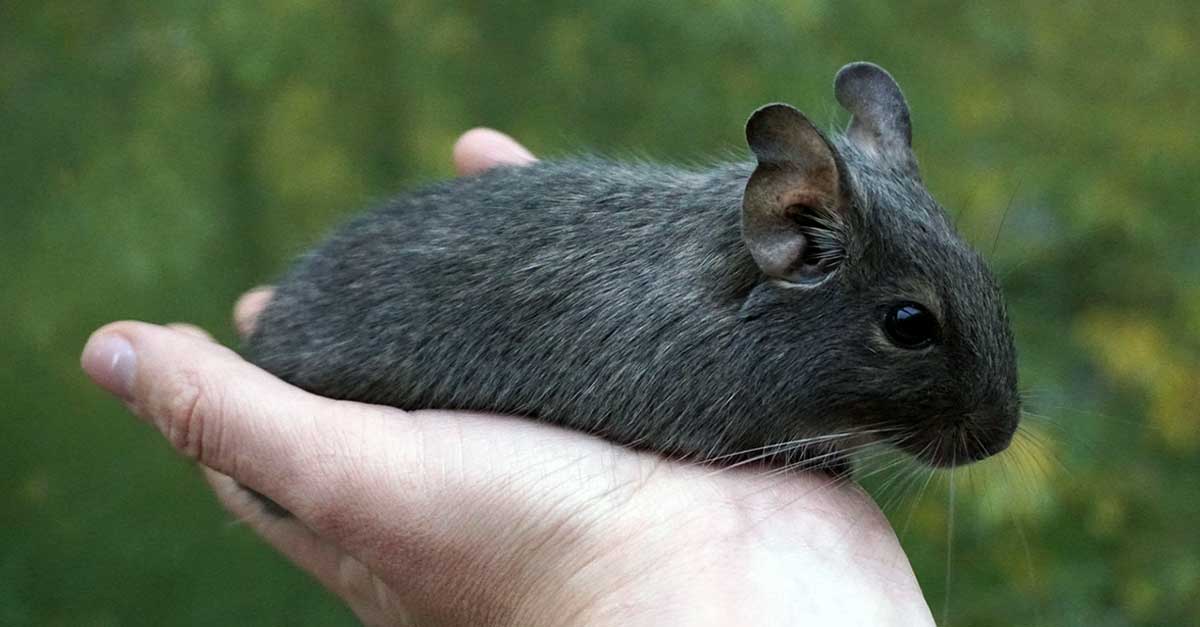 degu held in hand