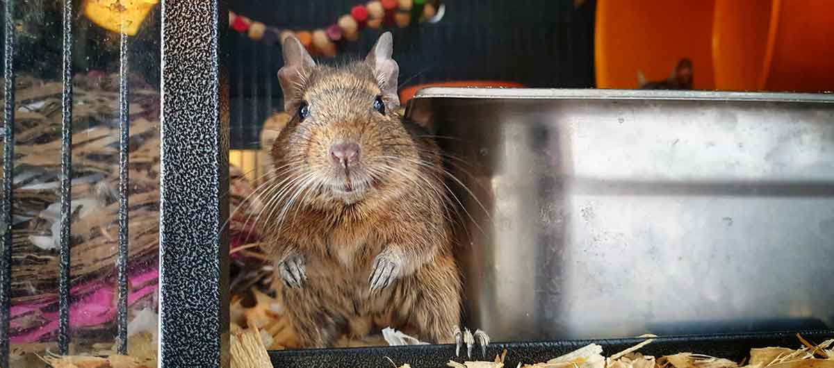 degu in cage standing up