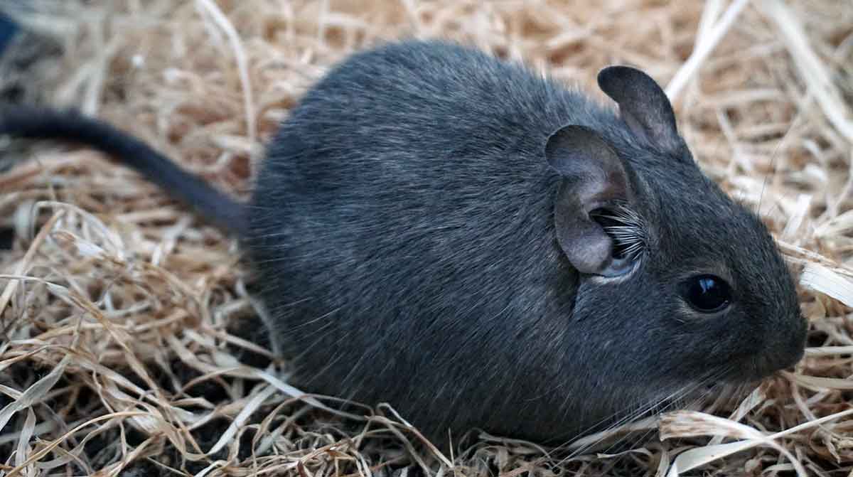 degu rummaging through dirt