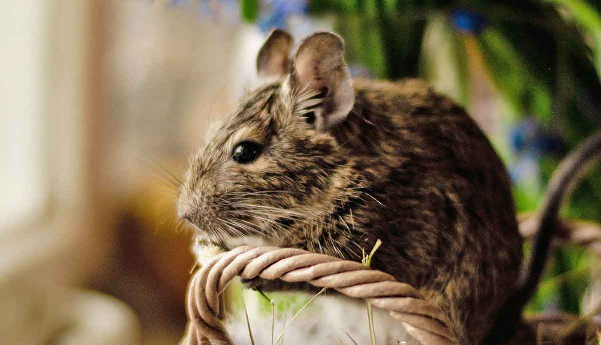 degu sitting in basket