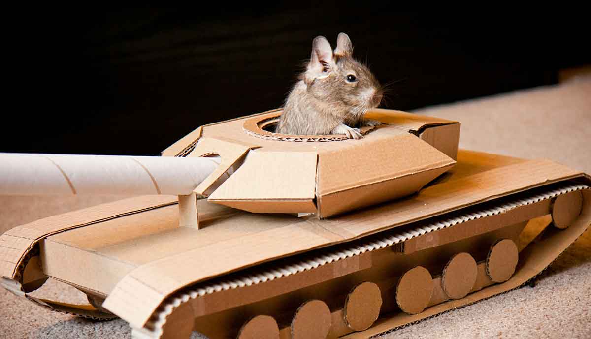 degu sitting in cardboard toy tank