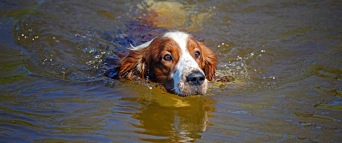 determined welshie swimming