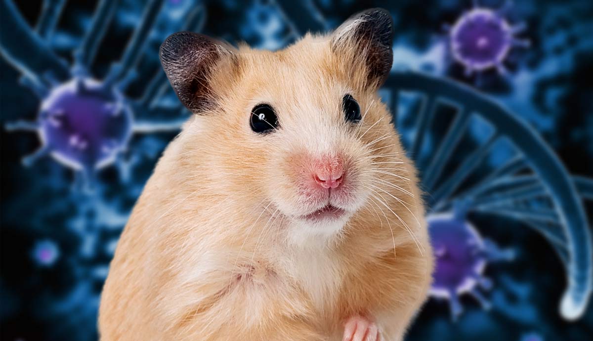 diseases that affect pet hamsters