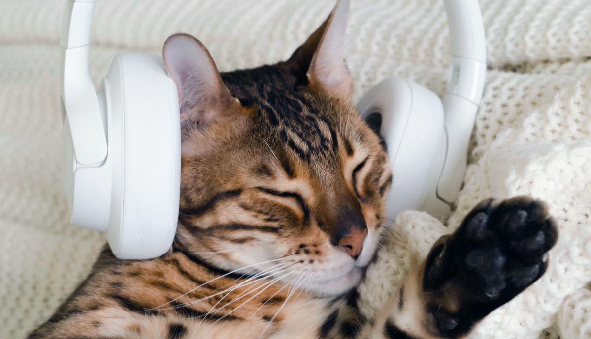 do cats like music understanding their reactions