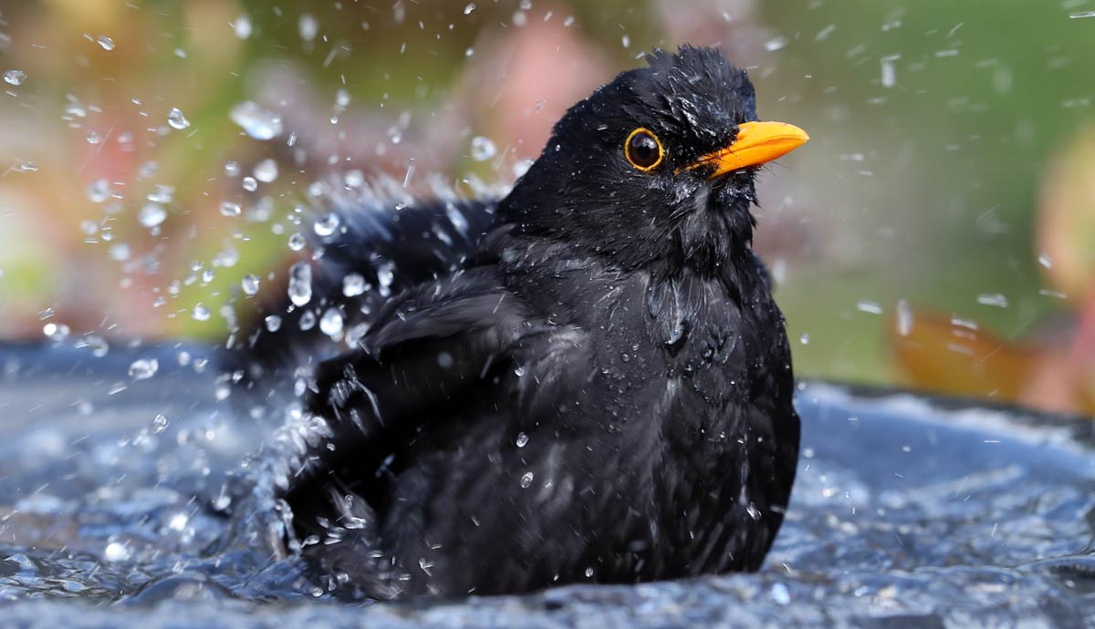do pet birds need to bathe