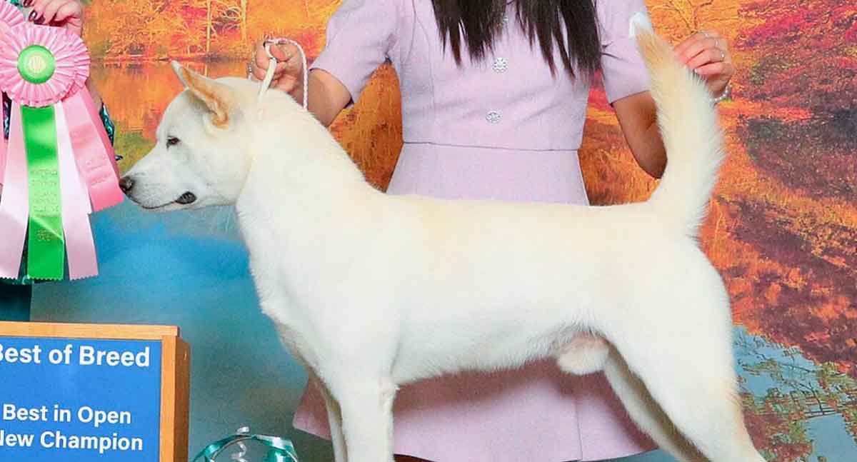 dog at dog show
