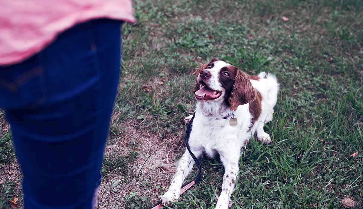 dog eagerly waits laying down