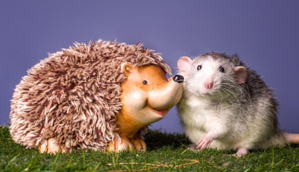 dumbo rat posed with faux hedgehog