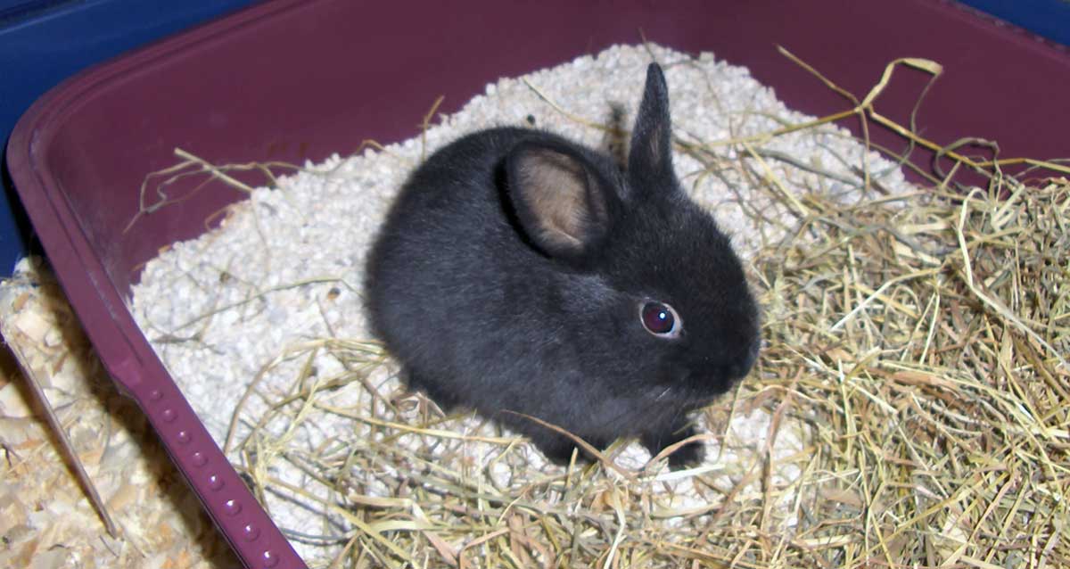 dwarf rabbit litterbox