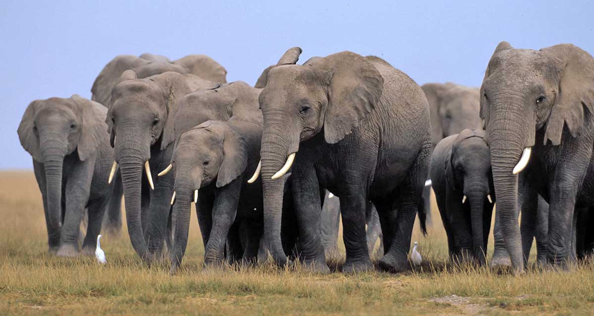 elephants