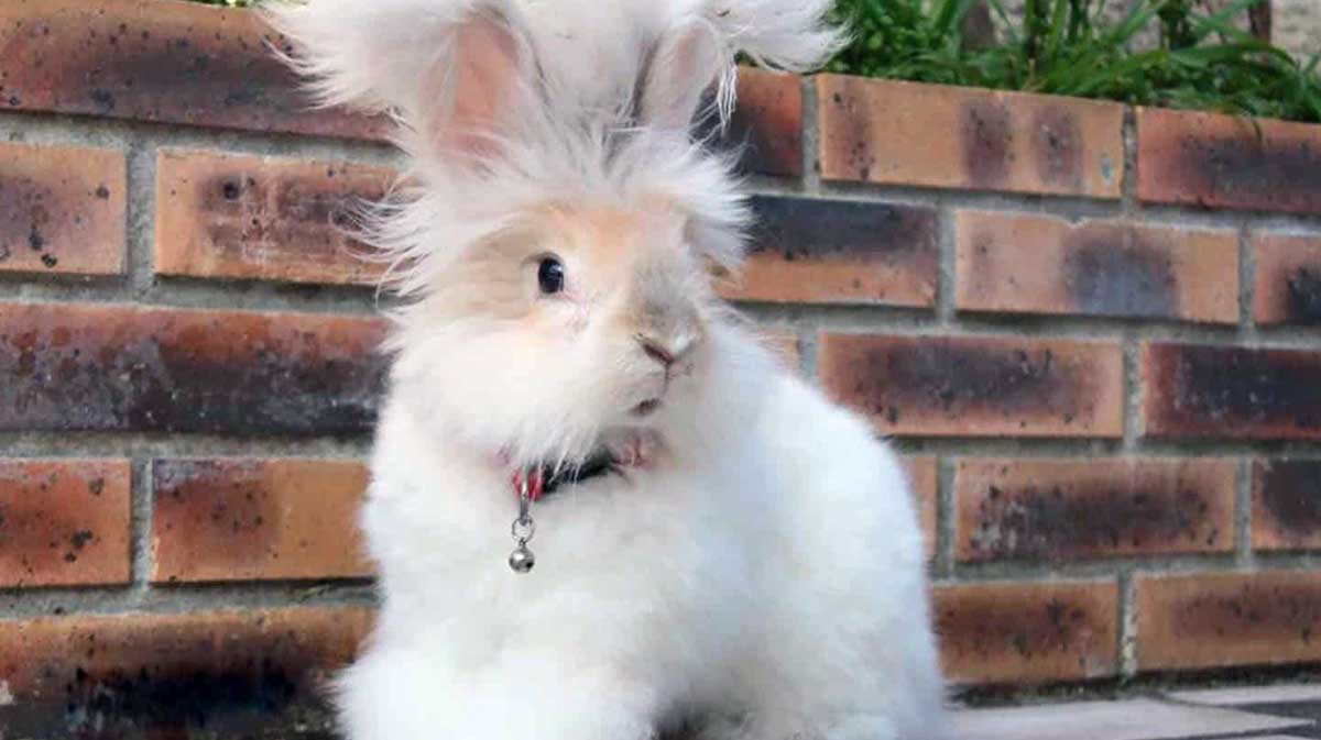 english angora