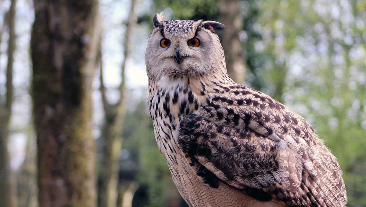 eurasian eagle owl