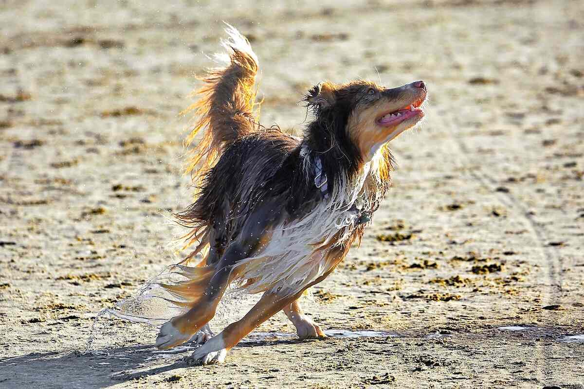 A Miniature American Shepherd plays on the beach