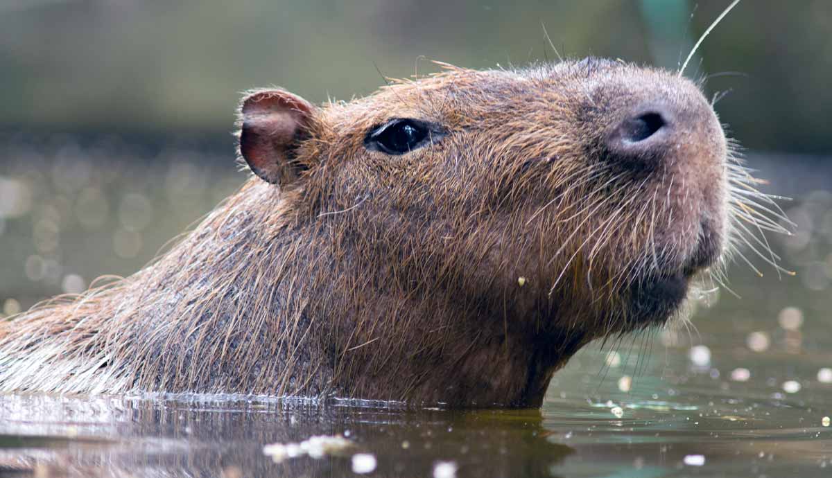 facts about keeping capybaras as pets