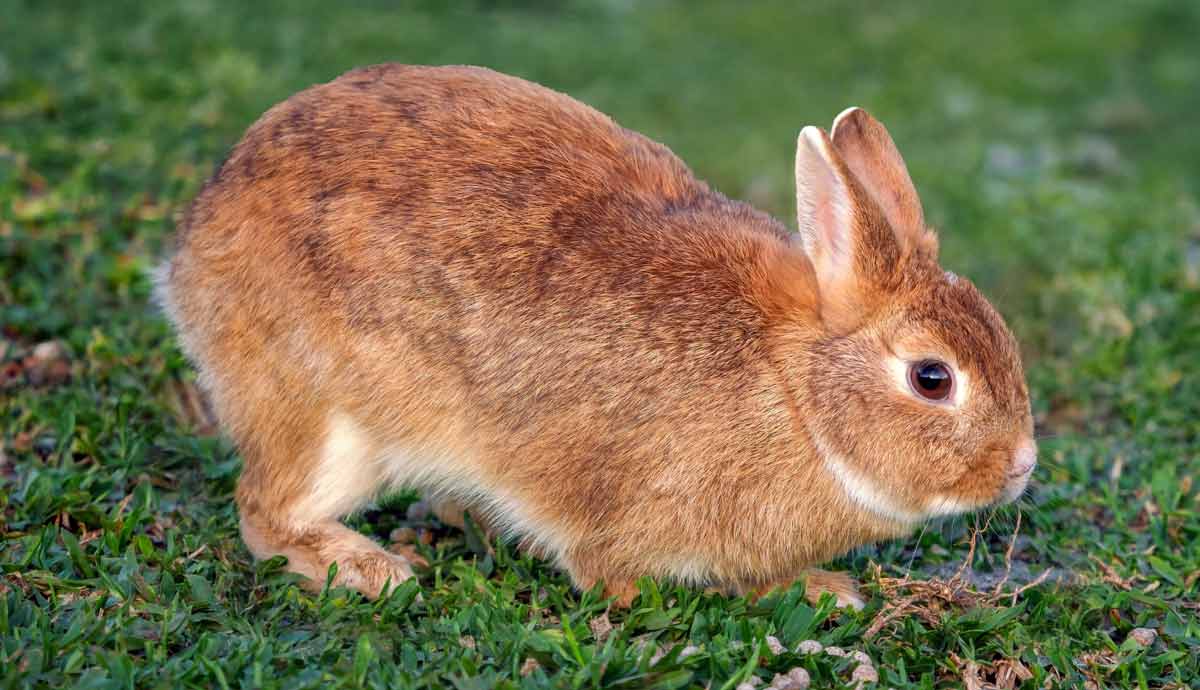 facts about the netherland dwarf the smallest rabbit breed