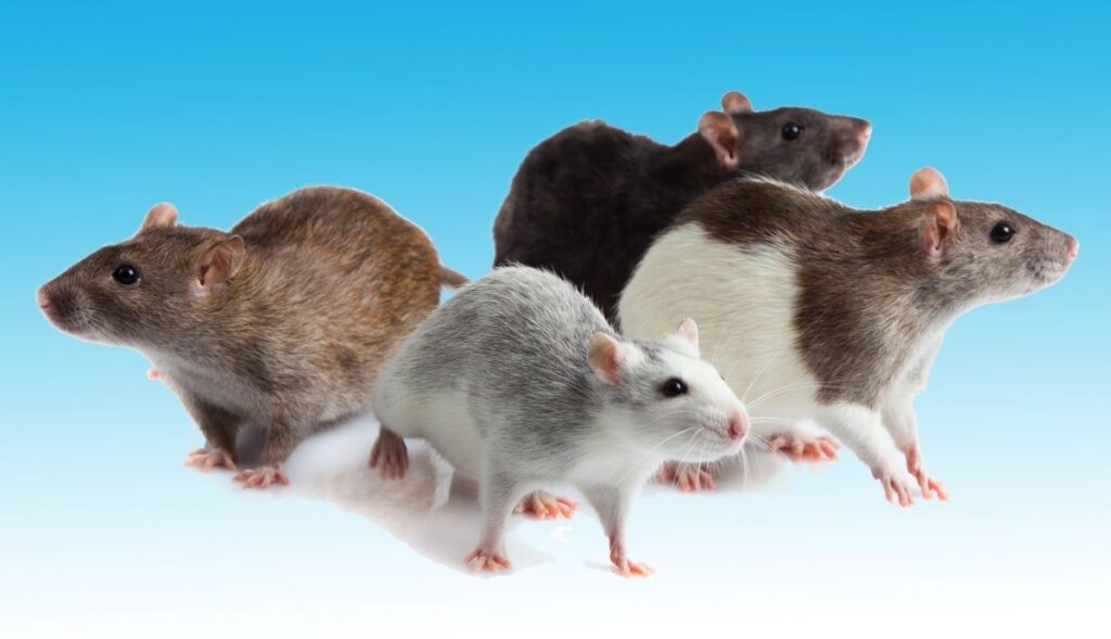 fancy rats on a blue background