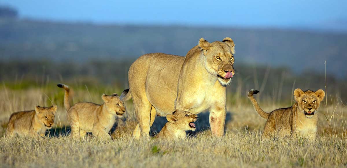 female lion and cubs