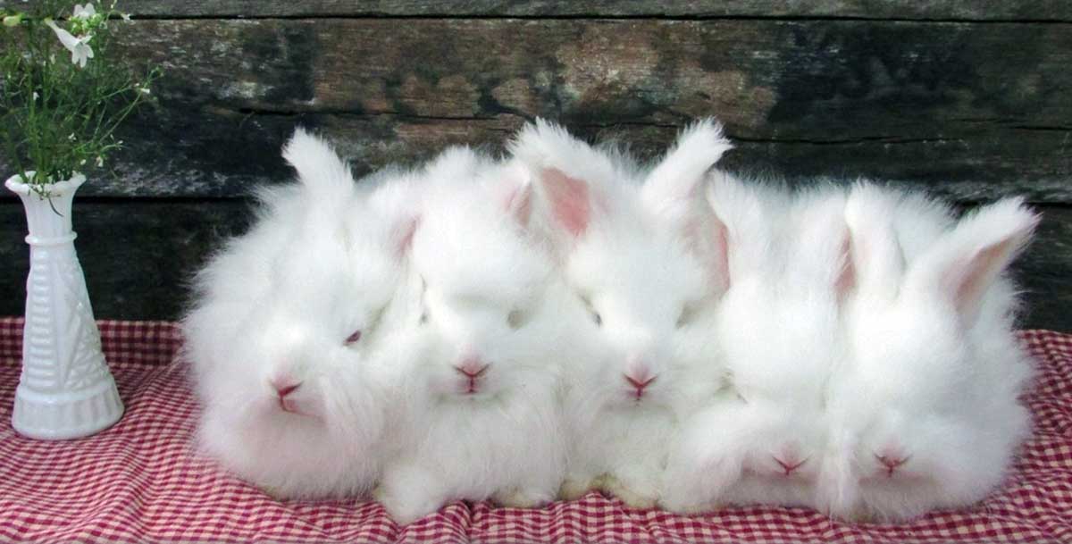 five angora rabbits