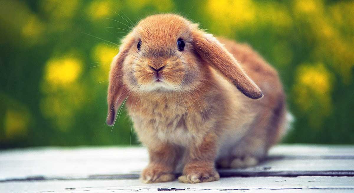 floppy eared rabbit