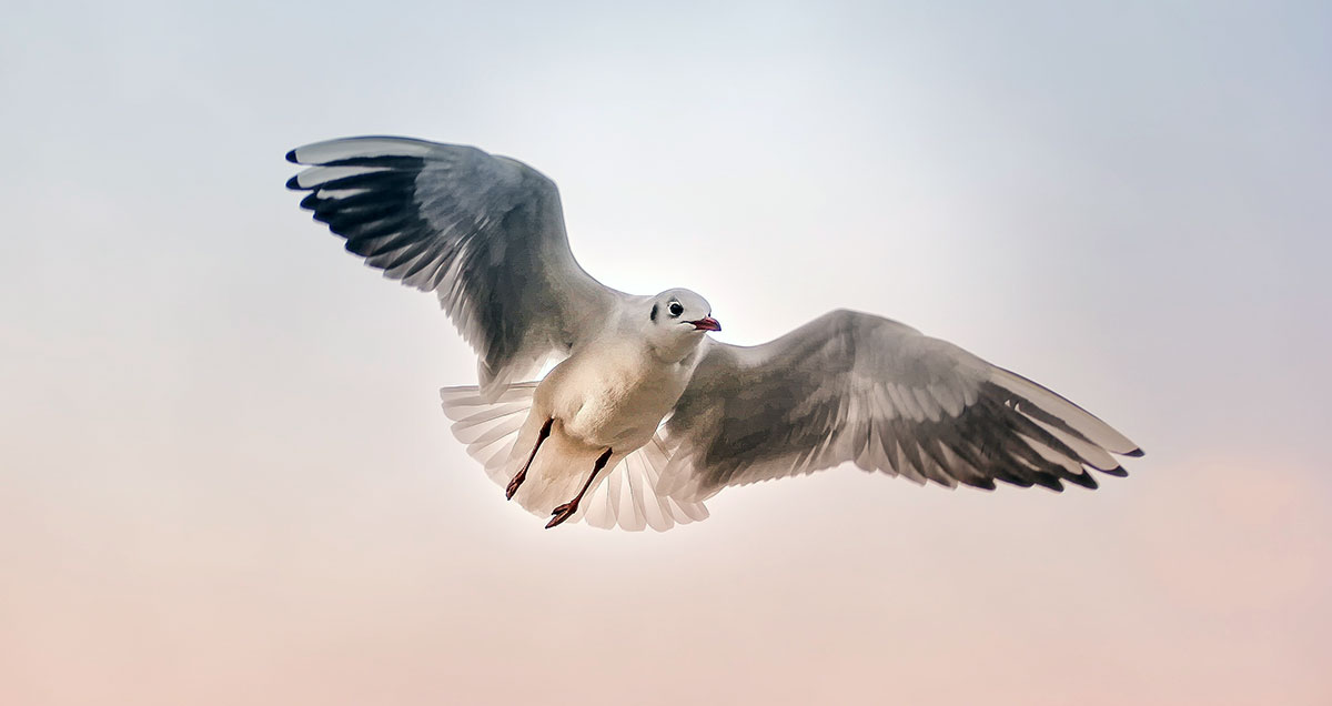 flying bird