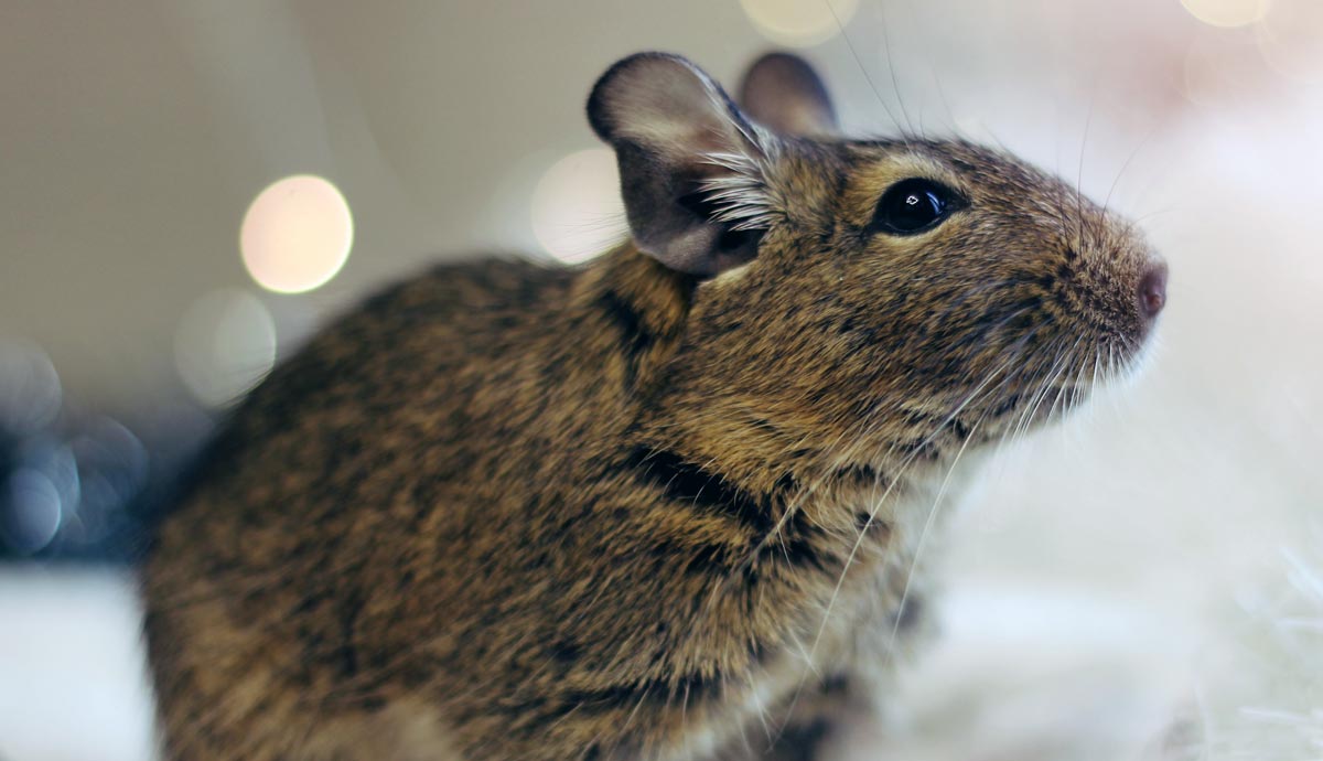 Getting a Degu: 6 Things New Would-Be Owners Should Know