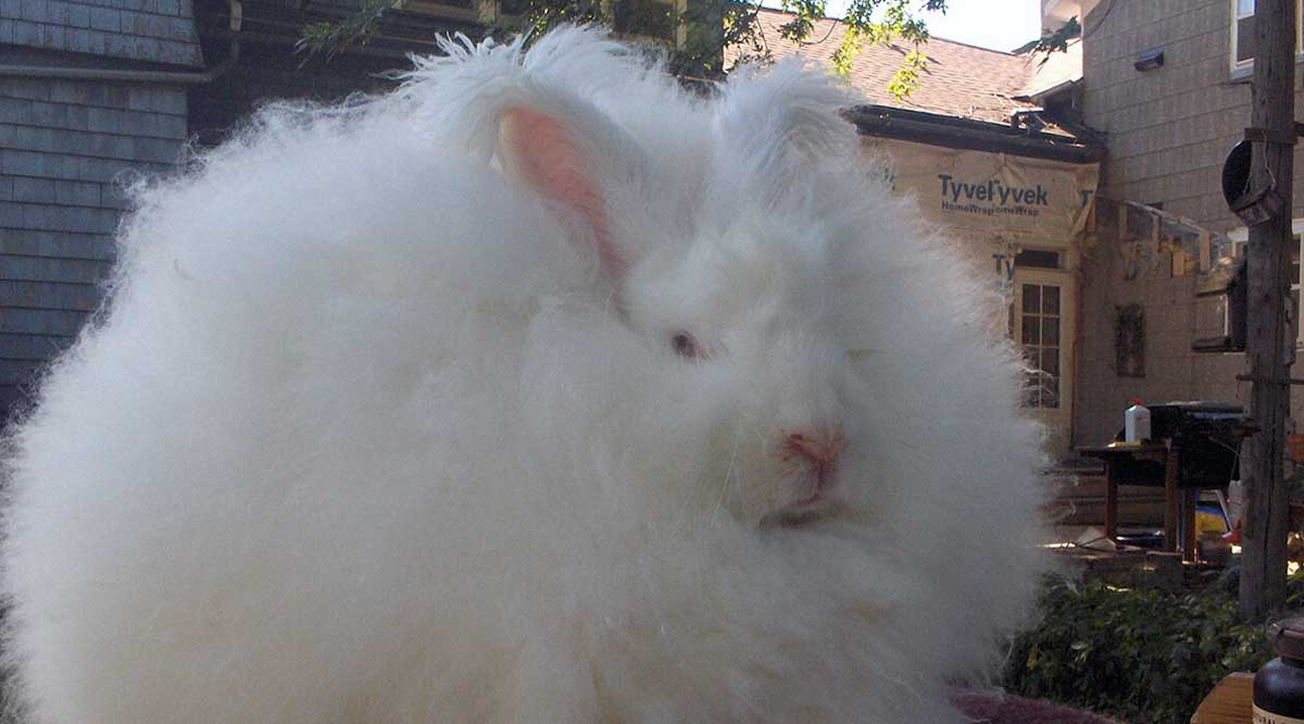giant angora buck