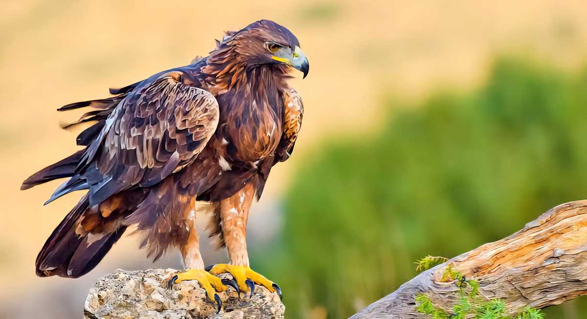 golden eagle